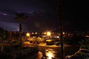 Beautiful landscape with the plants and lights, among the darkness, at the night