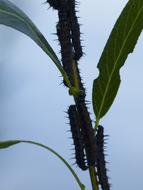 Caterpillars Leaves and Insects
