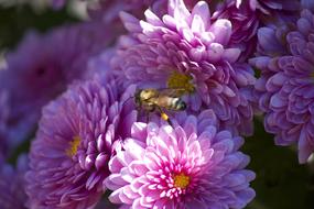Close-up of the beautiful, blossoming, pink, purple and white flowers with a bee, in light