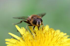 bumblebee on yellow flower on blurred background