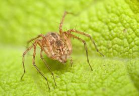 spider on a bright green leaf close-up in a blurred background