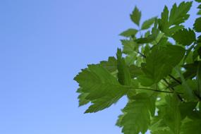 Close-up of the beautiful green leaves on the branches, at blue sky on background, in summer