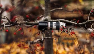 camera lens on a tree branch on a blurred background