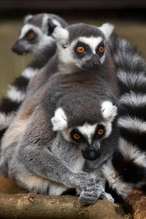 Family of lemurs in the zoo in Africa