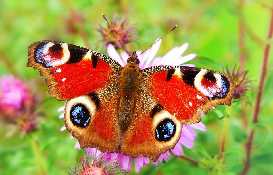 red Peacock Insect Butterfly