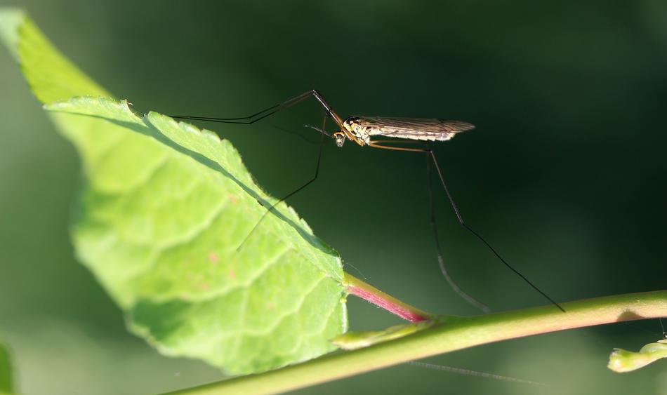 large mosquito on the leaf