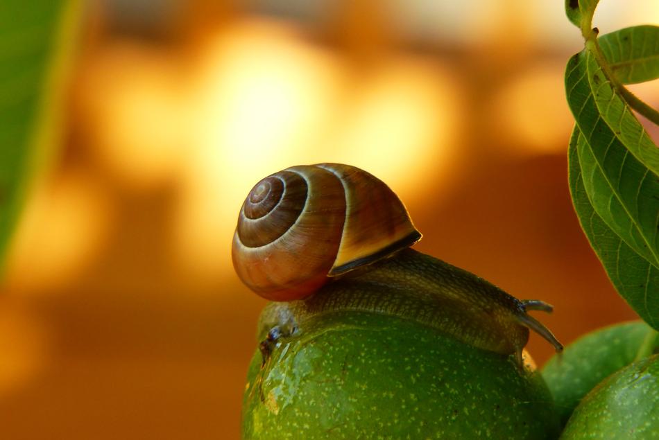 shellfish on green fruits on blurred background