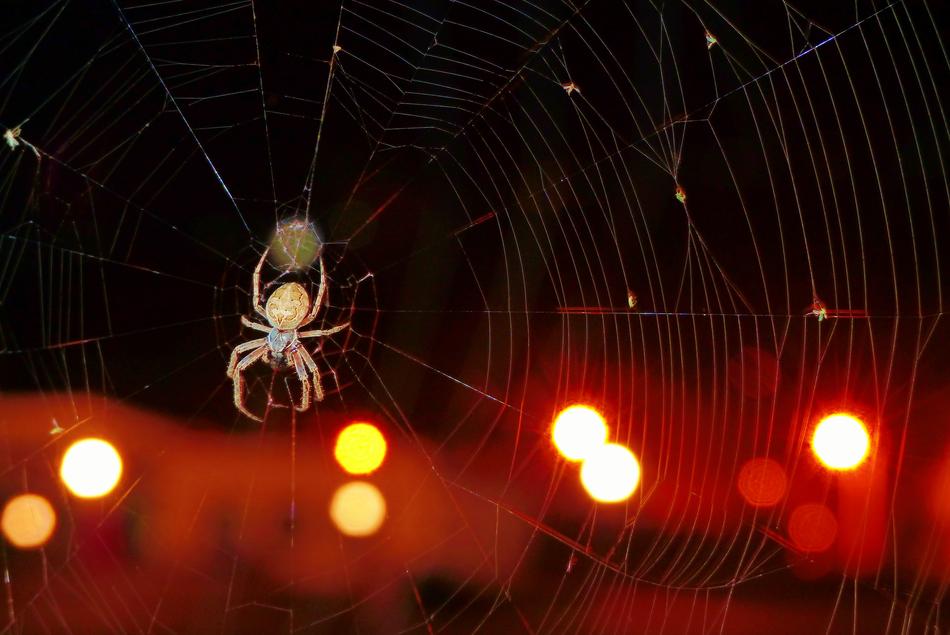 spider on cobweb at city lights
