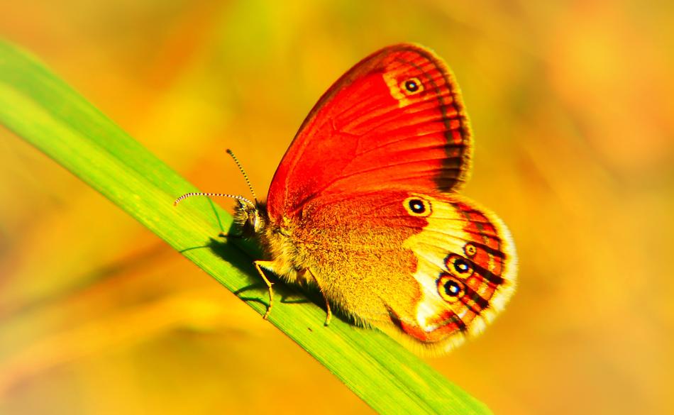 red Perełkowiec Insect