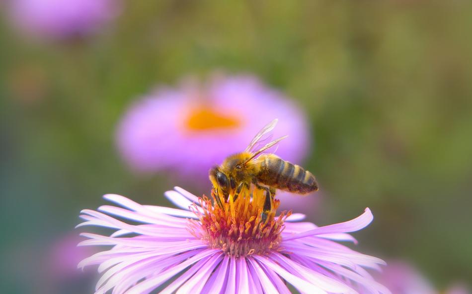 Bee Miodna