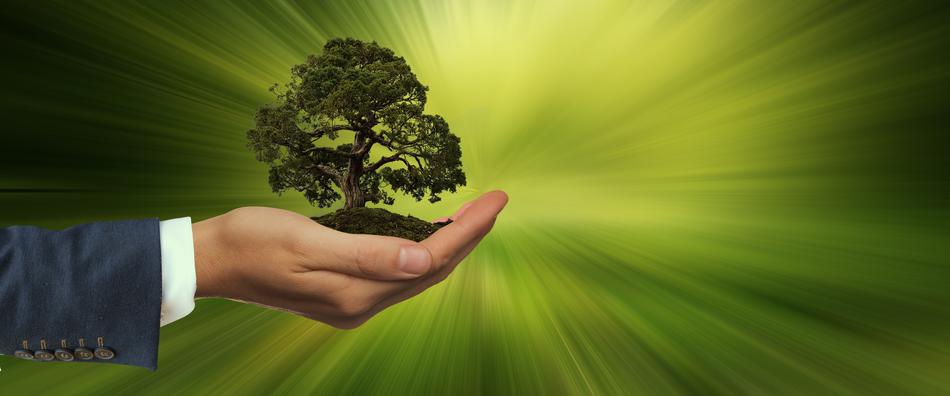 Beautiful, green tree on the open hand, at green and yellow background, clipart