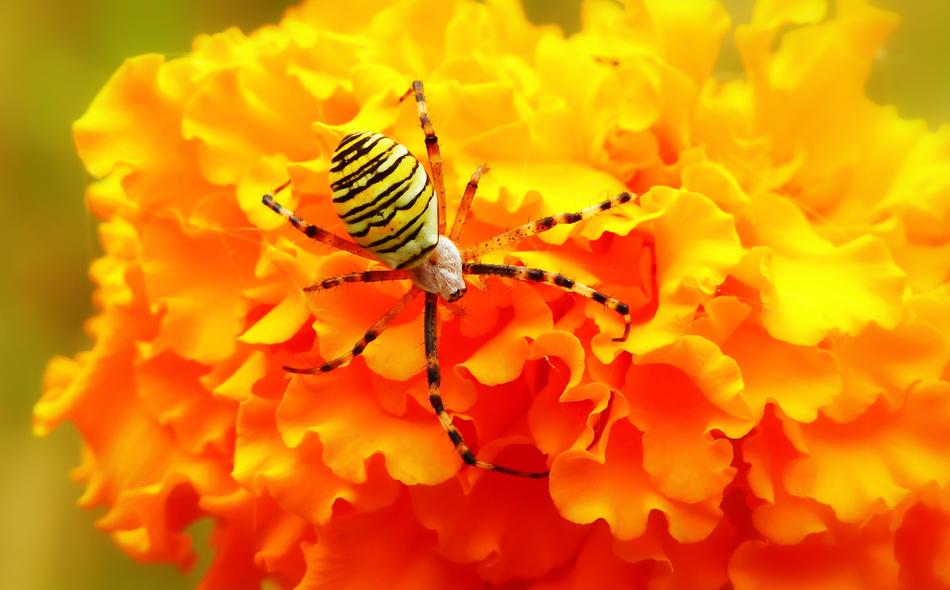 striped tygrzyk paskowany on yellow flower