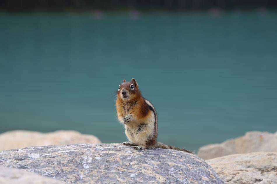 Squirrel Clean Console