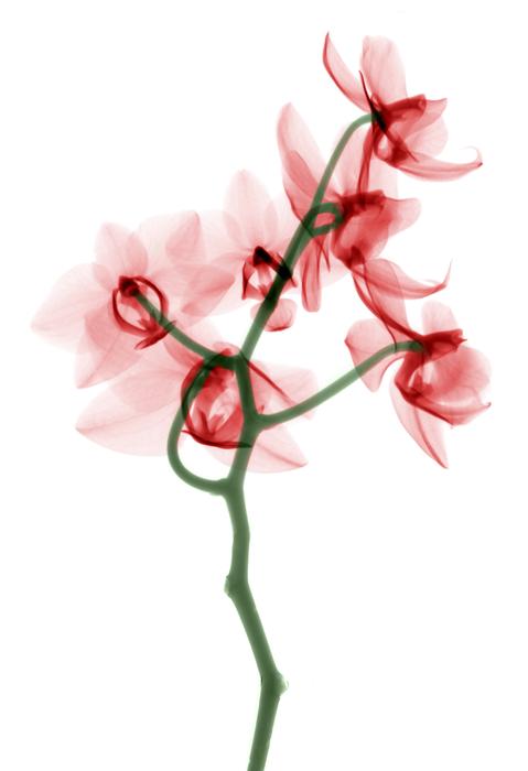 pink orchid on white background