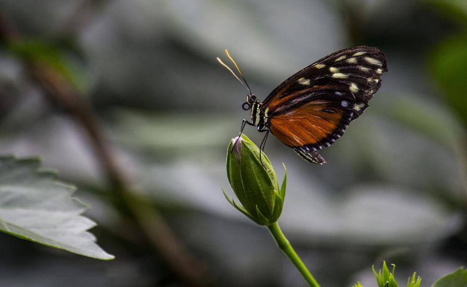 Insect Nature orange Butterfly