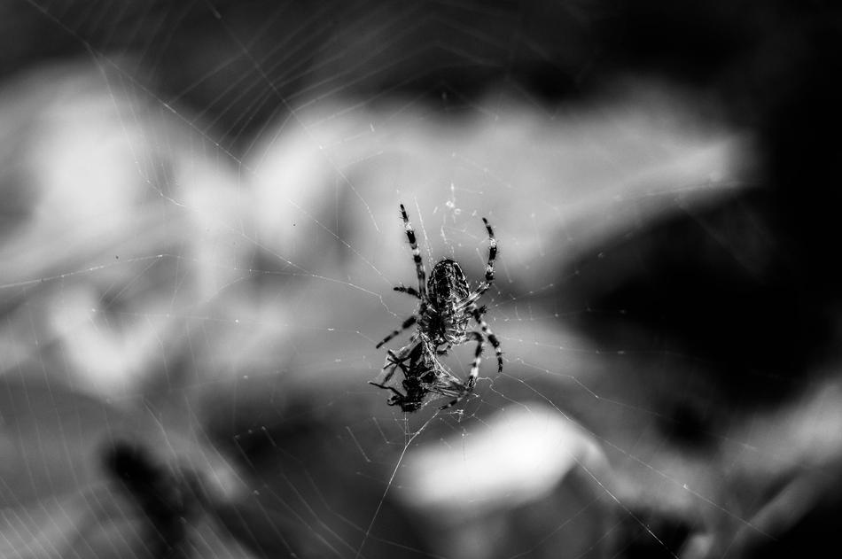 spider on a cobweb close-up in black and white blurred background