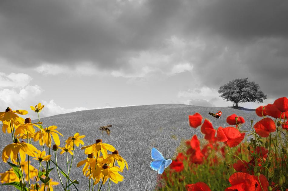 Beautiful and colorful flowers, near the black and white hill, under the cloudy sky