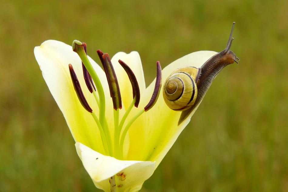 Close-up of the colorful snail, on the beautiful, yellow and white flower, among the colorful grass