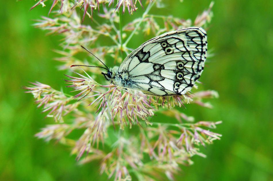 Polowiec Chess Board