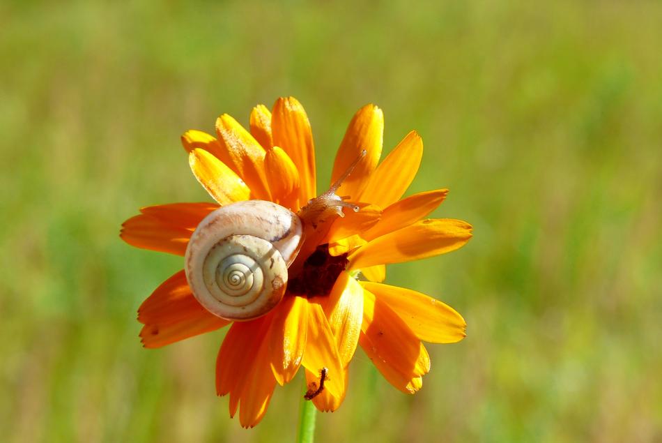 white snail on an orange and yellow bud on blurred background