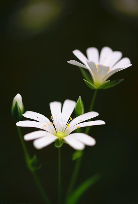 tiny white flowers at dark greenery