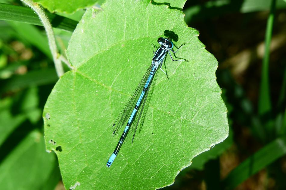 blue dragonfly on a birch leaf