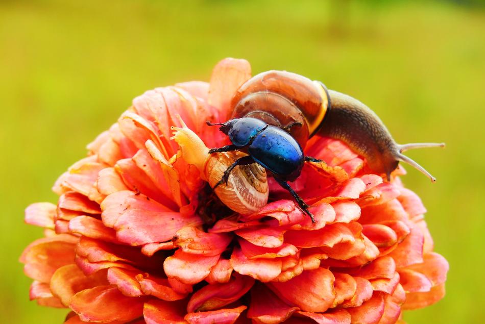 snail and beetle on the garden flower
