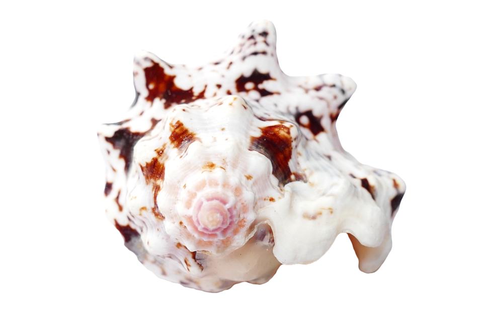 Close-up of the colorful and beautiful, patterned seashell, at white background