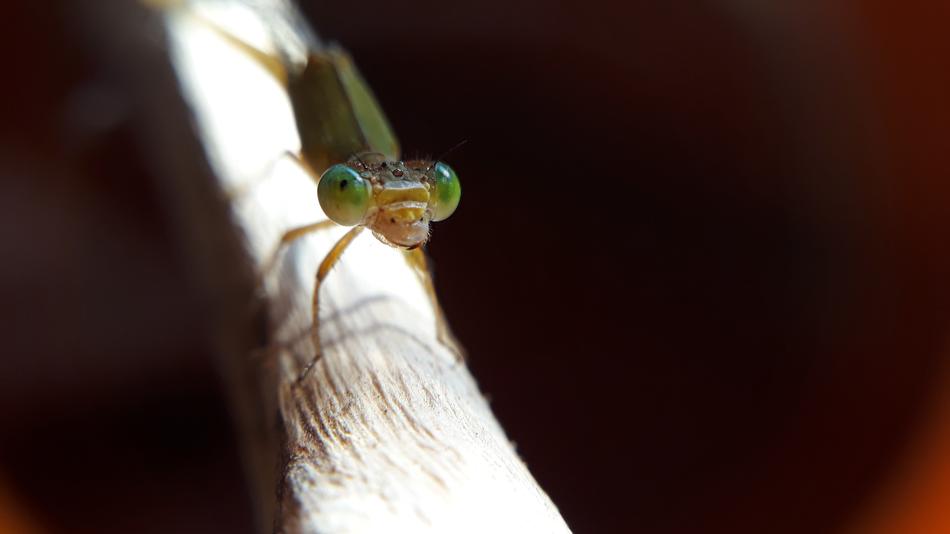 Close-up of the colorful insect, on the branch, in light, at blurred background