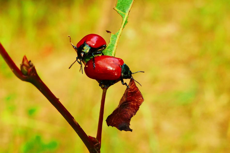 Topolowa Rynnica Beetle