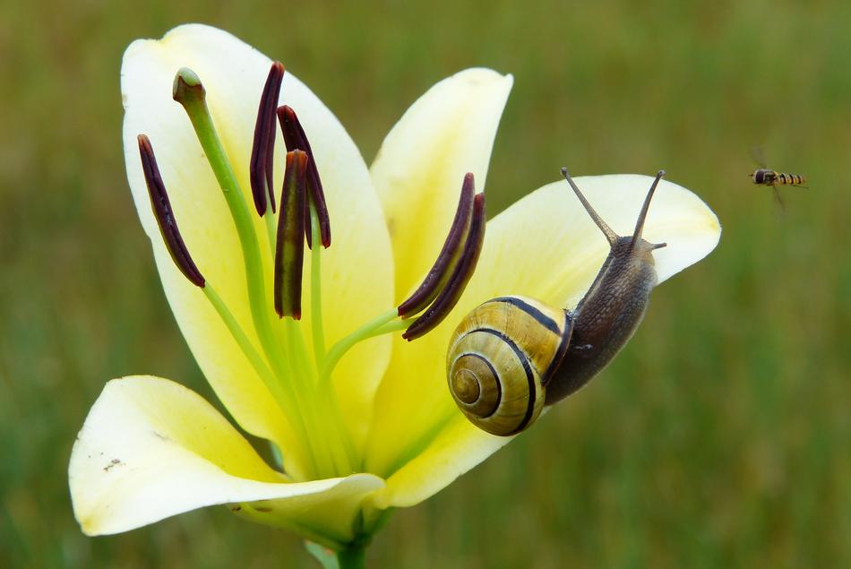 striped snail on a white blooming lily