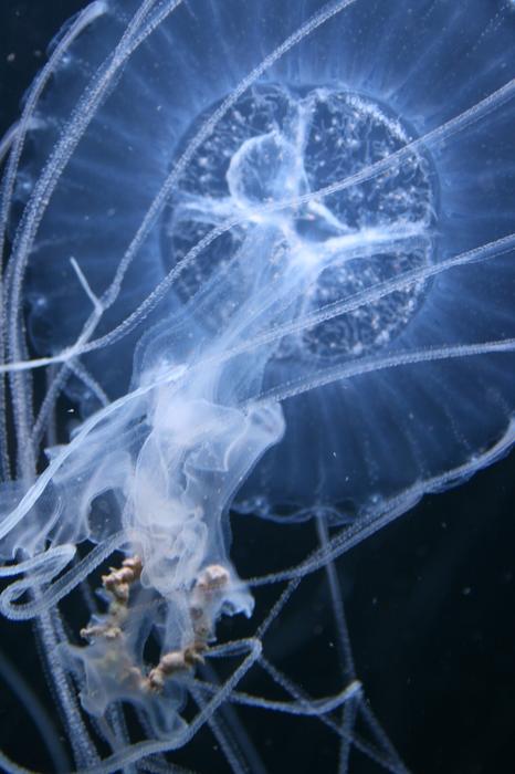 jellyfish in the darkness