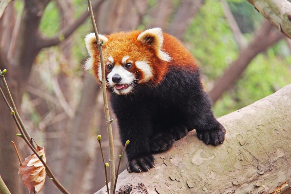 Red Pandas in the nature of asia