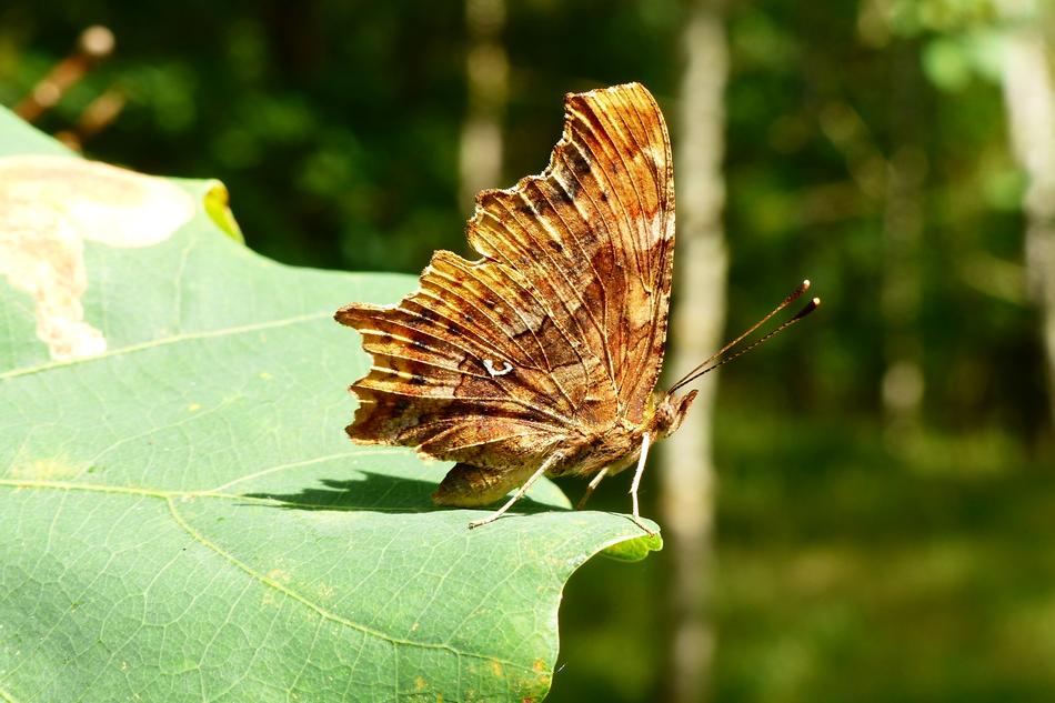 orange Ceik Insect