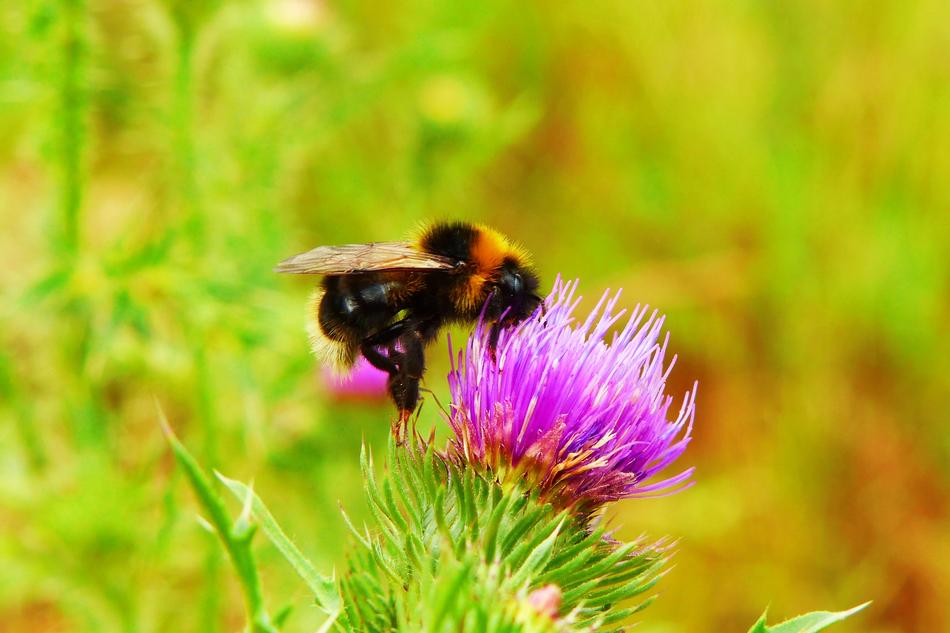 Bumblebee arthropods