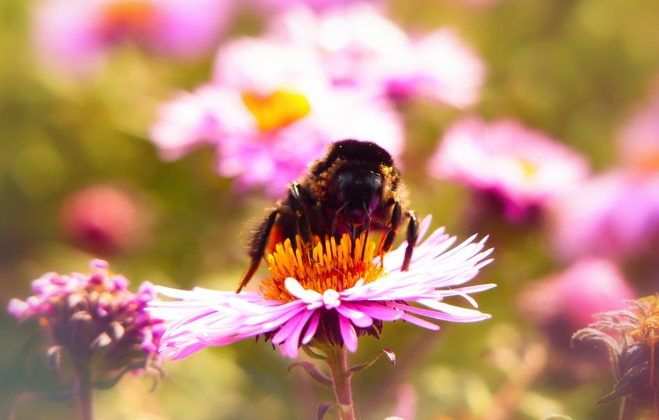 Bumblebee Kamiennik
