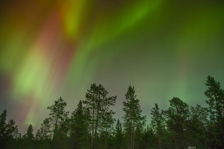 Aurora Borealis over coniferous forest, sweden
