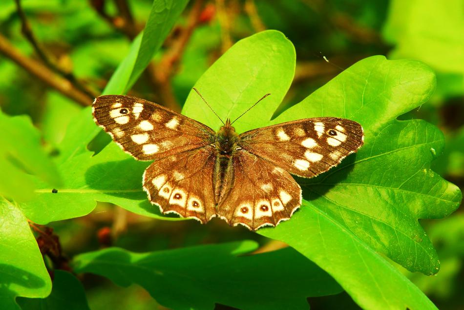 Butterfly Insect At The Nature