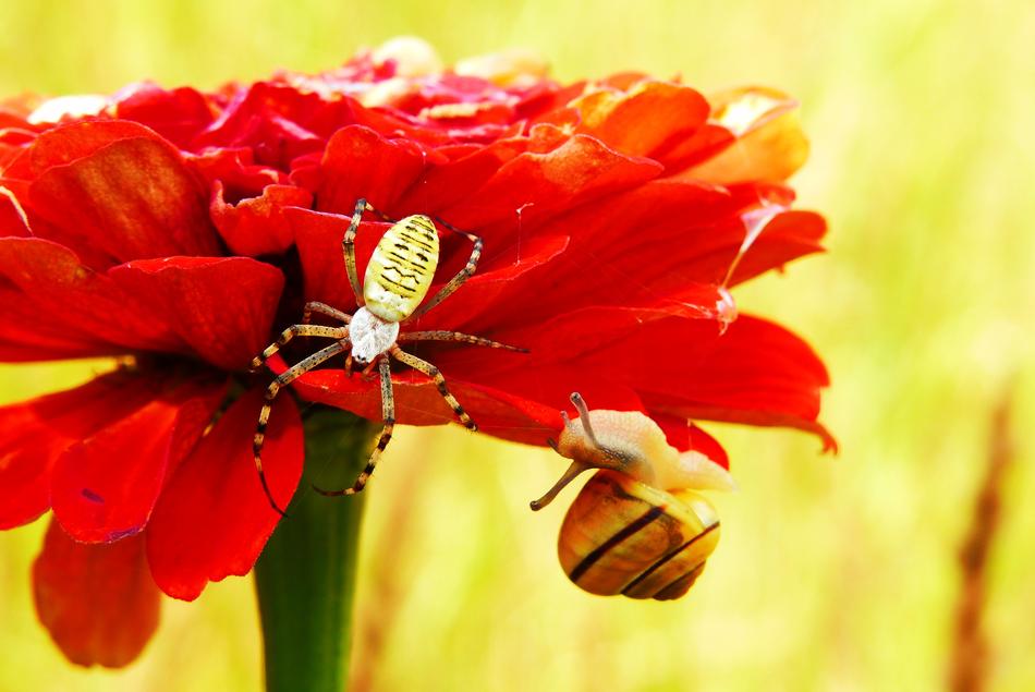 spider and snail on red flower