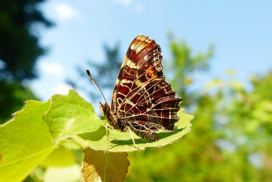 Araschnia levana butterfly on leaf