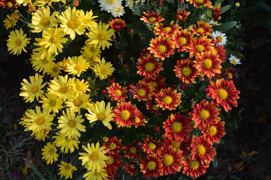 beautiful Flower Chichewa