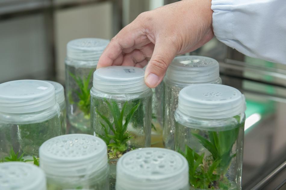 Tissue Culture Facility