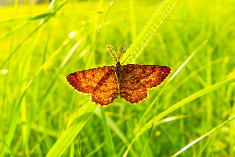 brown butterfly on a green lawn