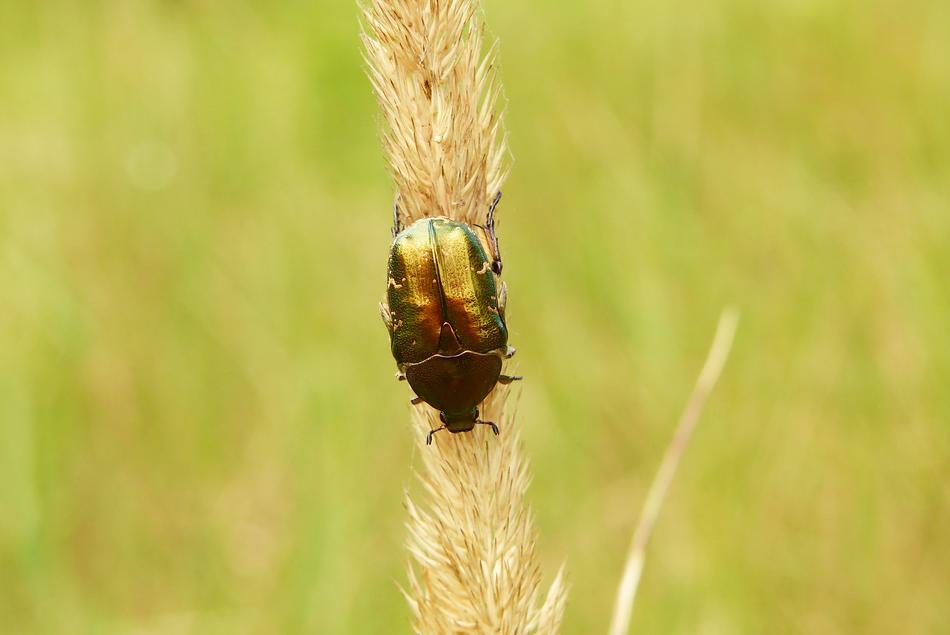 Kruszczyca zlotawka on a blade of grass on a blurred background