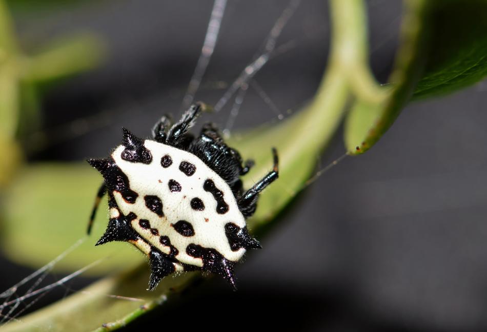 Spider Orb white