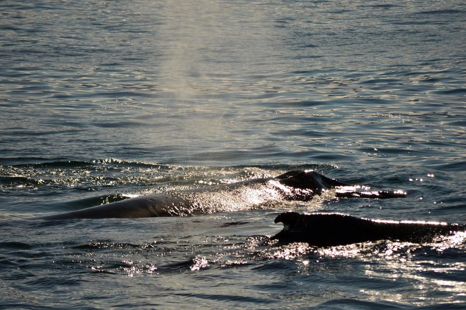 whales in the water in the sun