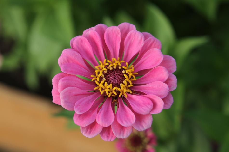 charming Zinnia Flower