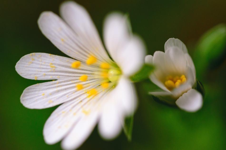 perfect Background Beautiful flowers