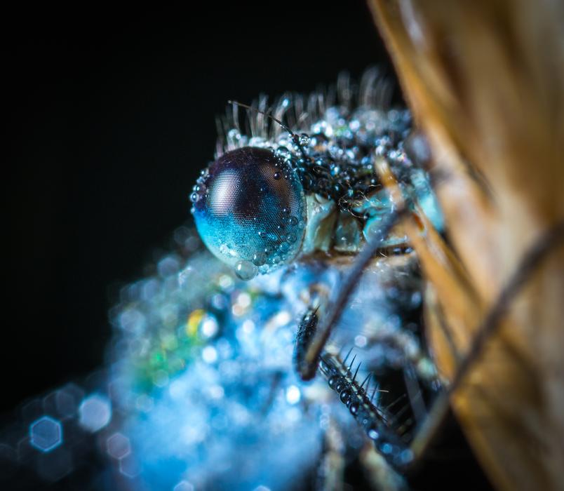 Insect Science