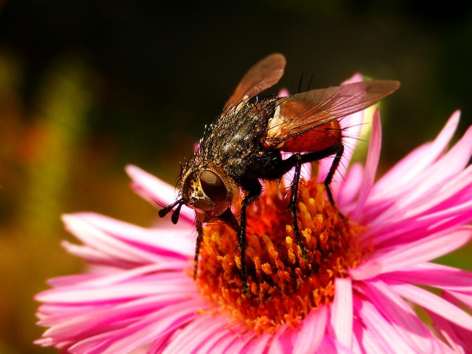 wonderfu Nature Apiformes